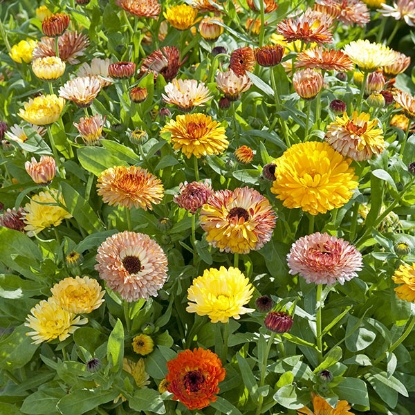 Picture of Calendula - Playtime Mix